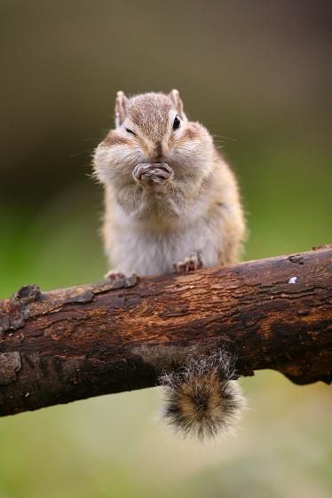 How to Get Rid of Squirrels in 10 Different Ways